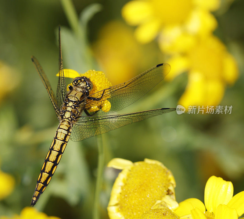 黑尾Skimmer蜻蜓(Orthetrum cancellatum)雌性